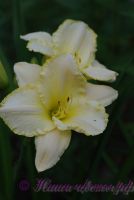 Лилейник 'Близзард Бэй' / Hemerocallis 'Blizzard Bay'