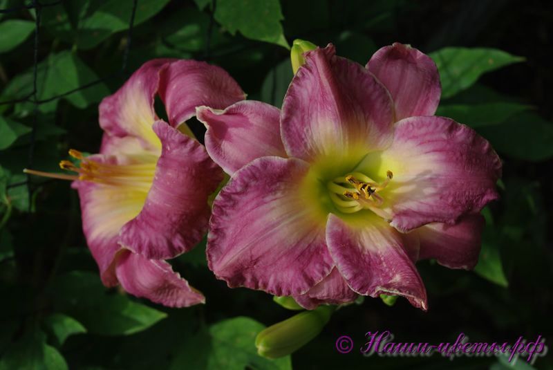 Лилейник 'Морокан Санрайз' / Hemerocallis 'Moroccan Cunrise'