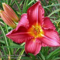 Лилейник 'Самэ Вайн' / Hemerocallis 'Summer Wine'