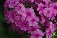 Флокс 'Валентина' / Phlox 'Valentina'