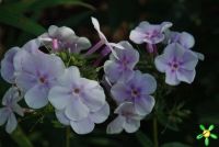 Флокс 'Лавандервольке' / Phlox 'Lavendelwolke'