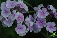 Флокс 'Лавандервольке' / Phlox 'Lavendelwolke'