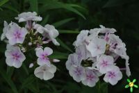 Флокс 'Лавандервольке' / Phlox 'Lavendelwolke'