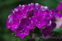 Флокс 'Полина' / Phlox 'Polina'