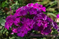 Флокс 'Полина' / Phlox 'Polina'