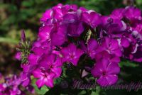 Флокс 'Полина' / Phlox 'Polina'