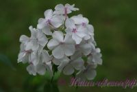 Флокс 'Принцесса Диана' / Phlox 'Princess Diana'