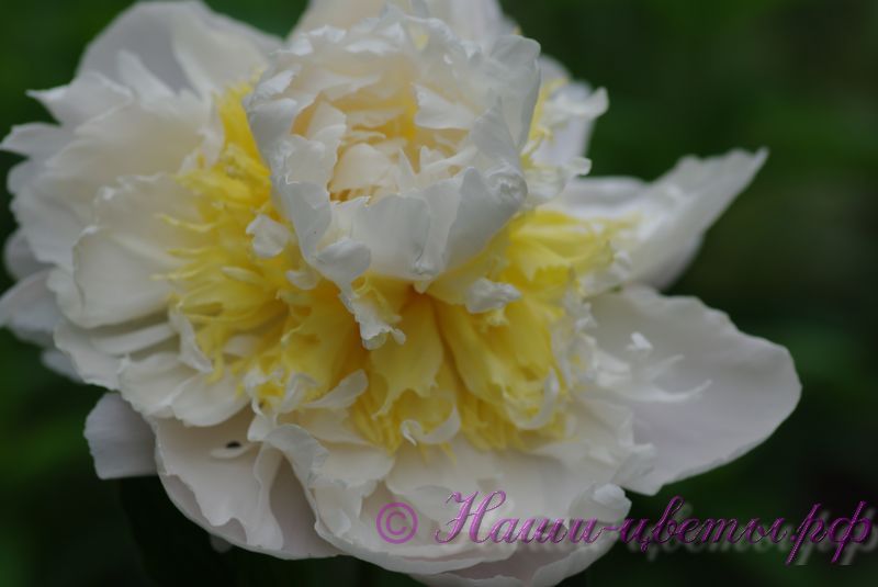 Пион травянистый 'Брайдал Айсинг' / Paeonia 'Bridal Icing'