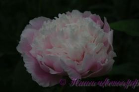 Пион травянистый 'Эдулис Суперба' / Paeonia 'Edulis Superba'