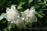 Пион травянистый 'Мирный' / Paeonia 'Mirnij'