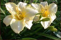 Лилейник 'Арктик Сноу' / Hemerocallis 'Arctic Snow'