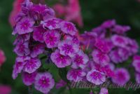 Флокс 'Венец' / Phlox 'Venec'