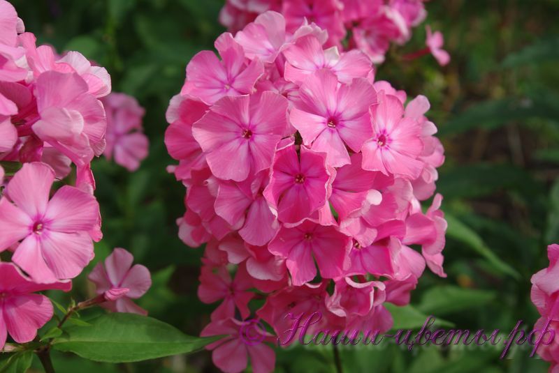 Флокс 'Москвичка' / Phlox 'Moscvichka'