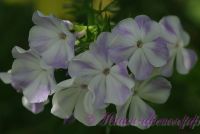 Флокс 'Облако' / Phlox 'Oblako'