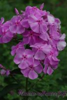 Флокс 'Олимпиада' / Phlox 'Olimpiada'