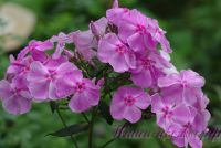 Флокс 'Олимпиада' / Phlox 'Olimpiada'