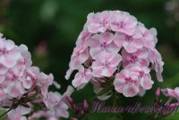 Флокс 'Румянец девушки' / Phlox 'Rumyanets devushki'