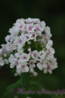 Флокс 'Русский сюрприз' / Phlox 'Russkij Syrpriz'