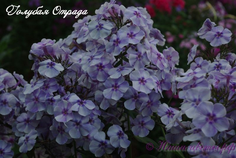 Флокс 'Голубая отрада' / Phlox 'Golubay Otrada'