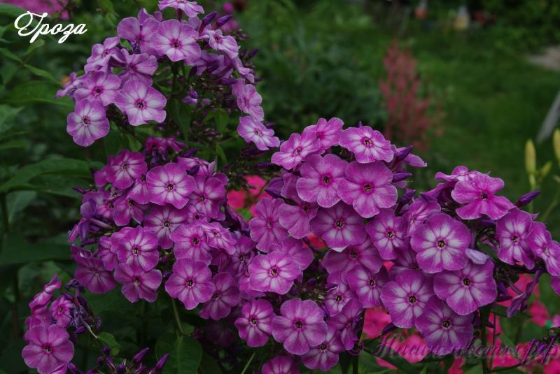 Флокс 'Гроза' / Phlox 'Groza'