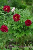 Пион травянистый 'Красный пик' / Paeonia 'Red Peak'