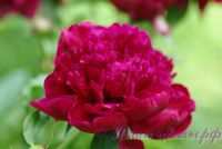 Пион травянистый 'Красный пик' / Paeonia 'Red Peak'