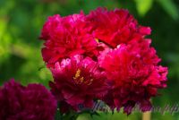 Пион травянистый 'Красный пик' / Paeonia 'Red Peak'