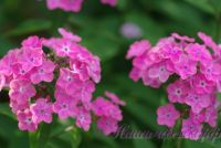 Сеянец флокса 'Пчелка Майя' / Phlox Seedling ' Pchelka Maya'