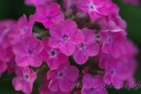 Сеянец флокса 'Пчелка Майя' / Phlox Seedling ' Pchelka Maya'