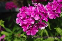 Сеянец флокса 'Серафима Александрова' / Phlox Seedling 'Serafima Aleksandrova'