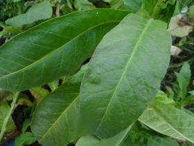 Сигарные. Сорт Criollo de los Sierros