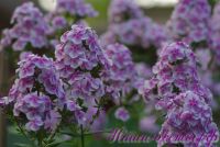 Сеянец флокса 'Дениска-Редиска' / Phlox Seedling 'Deniska-Rediska'