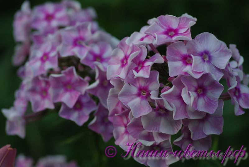 Флокс 'Абрамцевское кружево' / Phlox 'Abramtsevskoye Kruzhevo'