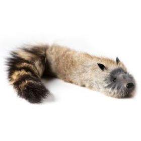 Енот Junior Robbie Raccoon (малый)