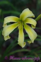 Лилейник 'Хэвенли Флайт оф Ангел' / Hemerocallis 'Heavenly Flight of Angel'