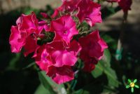 Флокс 'Мария Федоровна' / Phlox 'Marija Fiodorovna'