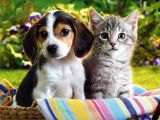 Для защиты домашних питомцев