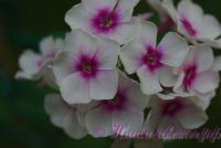 Флокс 'Мичуринец' / Phlox 'Michurinec'