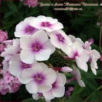 Флокс 'Мичуринец' / Phlox 'Michurinec'