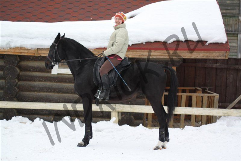 Безленчиковое седло Barefoot  PRO Lexington