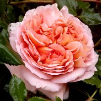 Эбрехем Дэрби (Abraham Darby)