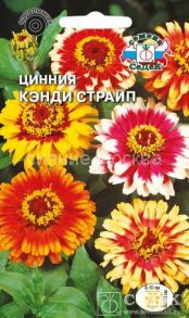 Циннии Кэнди Страйп хризантемовидная, смесь (СеДек)