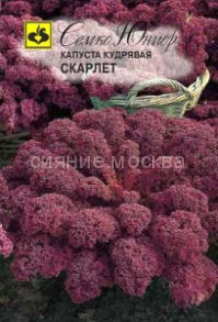 Капуста листовая Скарлет (Семко)