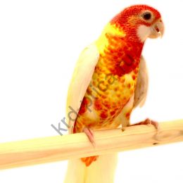 Розелла лютино (Platycercus eximius)