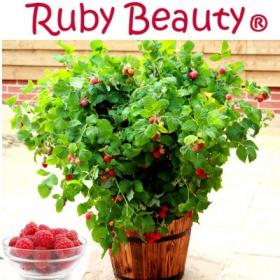 Малина карликовая Руби Бьюти  Ruby Beuty