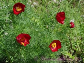 Пион узколистный, тонколистный (tenuifolia)