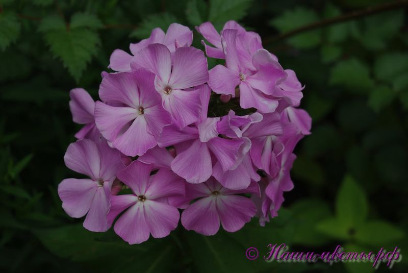 Флокс 'Ксения' / Phlox 'Kseniya'