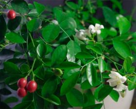 МУРРАЙЯ ЭКЗОТИКА(MURRAYA EXOTICA) 