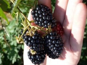Блек даймонд (Black Diamond) ежевика