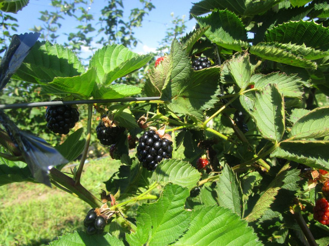Осейж (Osage) ежевика